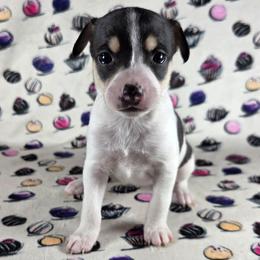 Black Forest - White black and tan female Rat Terrier puppy in Rio Vista, California from CaliRats Rat Terriers
