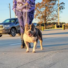 Vincent  - American Bully