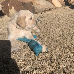 Golden Retriever Puppies from Daniel Ranch Golden Retrievers