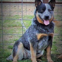 Rossi - Australian Cattle Dog