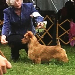 Australian Terriers from Merrigang Australian Terriers