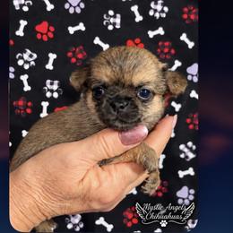 Rocky - Black sabled fawn male Chihuahua puppy in Leesburg, Florida from Mystic Angels Chihuahuas
