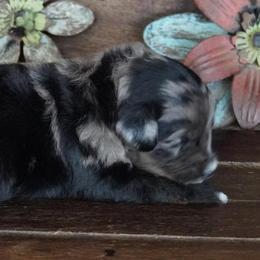 Girl 3 - Blue merle female Aussiedoodle puppy in Lawton, Oklahoma from Lindsey’s Aussies