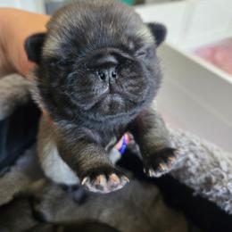 Boy 3 - Fawn male Pug puppy in Keysville, Georgia from Rollee Pollee Pugs
