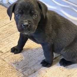 Red - Black male Cane Corso puppy in Clinton, Mississippi from Paw City Kennel