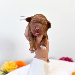 Queen of Hearts - Caramel red female Australian Labradoodle puppy in Palmdale, California from Pixie Doodle Paws