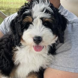 Bernedoodles and Golden Mountain Doodles from Cumberland Companions