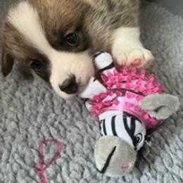 Pembroke Welsh Corgi Puppies from Emerald Corgis