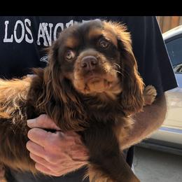 Teddy - Cavalier King Charles Spaniel