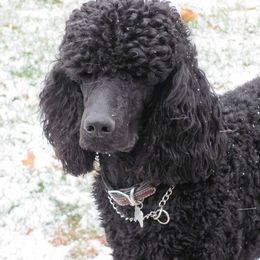 Harley - Standard Poodle