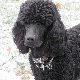 Harley - Standard Poodle