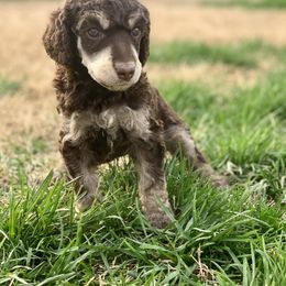 Poodle Puppies from Cosmic Caliber Standard Poodles