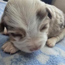 Miniature Australian Shepherd Puppies from Wee Aussies