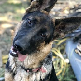 German Shepherd Puppies from Oregon German Shepherds