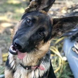 German Shepherd Puppies from Oregon German Shepherds