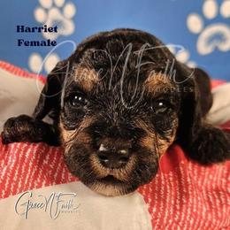 Harriet - Phantom female Goldendoodle puppy in Peyton, Colorado from Grace N Faith Doodles