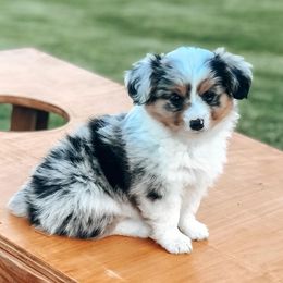 American Corgis, Companion Crosses, Miniature Australian Shepherds, and Pembroke Welsh Corgis from FreckledCowgirlCorgis