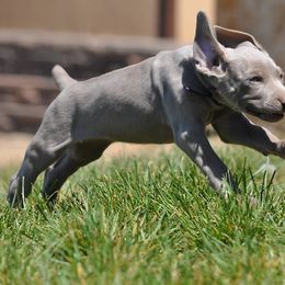 Weimaraner All Grown Up from Sun Colors Ranch