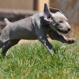 Weimaraner All Grown Up from Sun Colors Ranch
