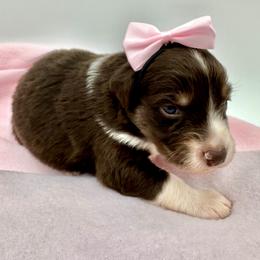Remi - Red tri-color Australian Shepherd puppy in Vista, California from Cummings Family Aussies