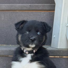 Purple collar - Black tri-color Australian Shepherd puppy in Ogden, Utah from Rafter H Aussies