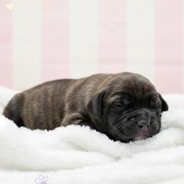 Female 1 - Chestnut brindle female Cane Corso puppy in Haslet, Texas from Trained To Go Corso Kennels (T.T.G. Corso Kennels)