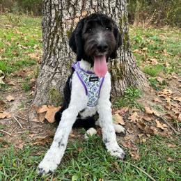 Mercedes - Black and white female Aussiedoodle puppy in Springfield, Missouri from Aspen River Doodles