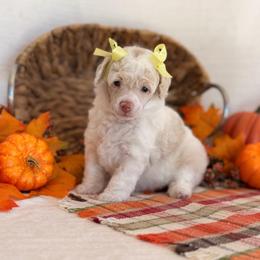Reba - Parti female Poodle puppy in Lavonia, Georgia from Peach Blossom Kennels