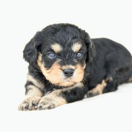 Murphy - Black and tan male Cavapoo puppy in Lawton, Oklahoma from Lindsey’s Cavies
