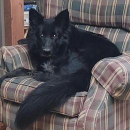 German Shepherds from Black Sheep German Shepherds