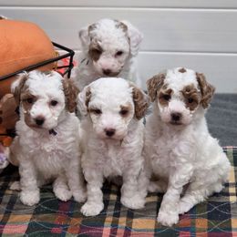 WoodStock Khaki - Parti male Goldendoodle puppy in Vernon, Texas from Sugarland's Texas Goldendoodles