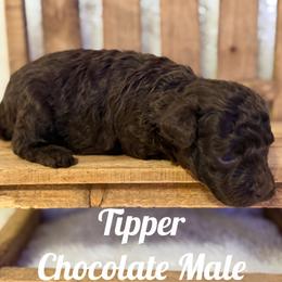 Tipper - Chocolate male Assorted Doodle Crosses puppy in Garland, Texas from Brewer's Doodles and French Bulldogs