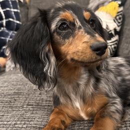 Dachshunds from Seleners Wieners