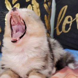 Pomsky Puppies from Candyland Pomskies