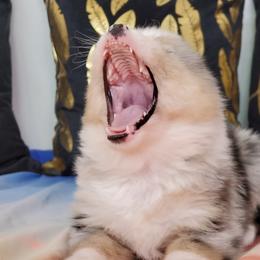 Pomsky Puppies from Candyland Pomskies