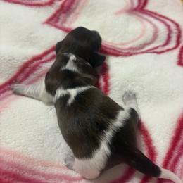 Girl 1 - Piebald female Dachshund puppy in Mobile, Alabama from Lady and the Tramp Dachshunds
