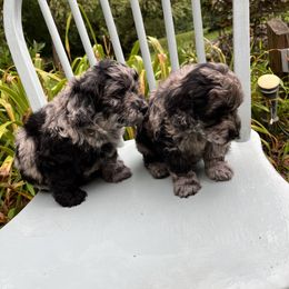 Goldendoodle and Golden Retriever Puppies from Darling Doodles of Licking County