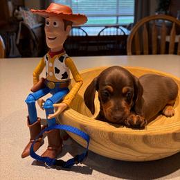 Woody- blue collar - Chocolate and tan male Dachshund puppy in Olathe, Colorado from Rocking LJ Breeding