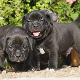 American Bully Puppies from Manuia Kennels