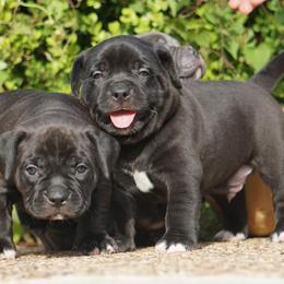 American Bully Puppies from Manuia Kennels