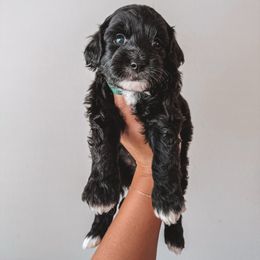 Key Lime Pie (Green Collar) - Black male Goldendoodle puppy in Beaverton, Oregon from Henry Elliots