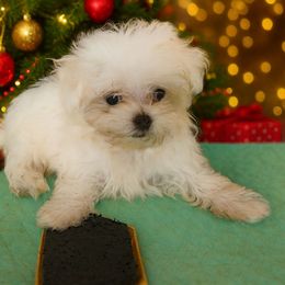 Prince - White male Maltese puppy in The Villages, Florida from My Precious Pups