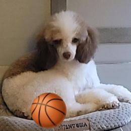 June-Bug - Poodle