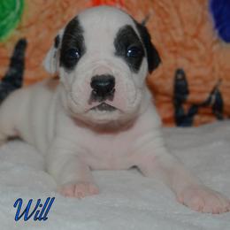 Will - male Alapaha Blue Blood Bulldog puppy in Walbridge, Ohio from United Alapaha Bulldogs