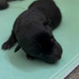 Medium dark female - Brindle female Belgian Malinois puppy in Dallas, Texas from RoyalHaus Malinois
