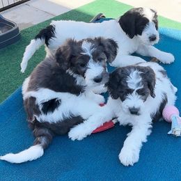 Goldendoodle Puppies from Lover Dover Doodles