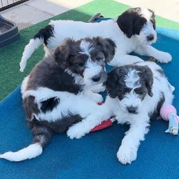 Goldendoodle Puppies from Lover Dover Doodles