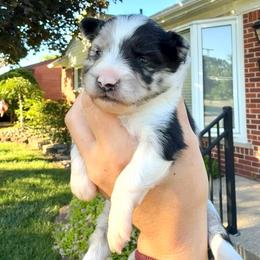 BLUEY - female Sporty Mix puppy in Livonia, Michigan from M7’s Shelties, Toonies & AussieDoodles
