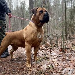 Savannah - Boerboel