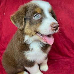 Nina - Red tri female Toy Australian Shepherd puppy in Hokes Bluff, Alabama from Alegria Toy Aussies
